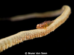 Goby by Bruno Van Saen 